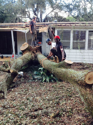 Tree Removal Service, tree removal, commercial tree removal