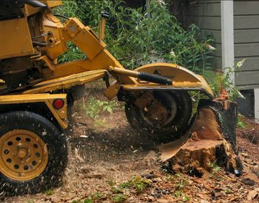 Stump Removal & Grinding Service