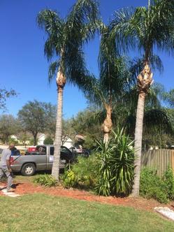 topping and trimming palmtrees Picture